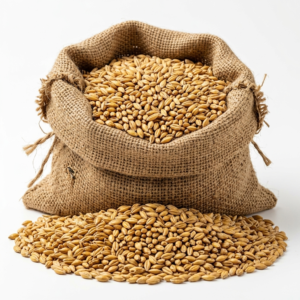 Burlap bag overflowing with golden Premium Barley Seeds. Wheat grains scattered below the bag.